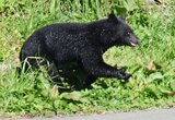 Climber traffic falls 30% in Japan's bear-hit Hokkaido, Tohoku